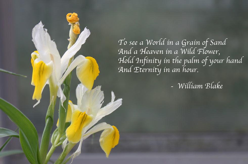 Picture of a flower and a William Blake poem