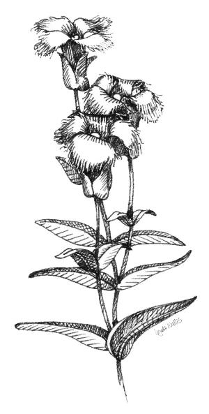 This is the drawing of a fringed gentian that attracted attention for Lynda Wallis and launched her business.