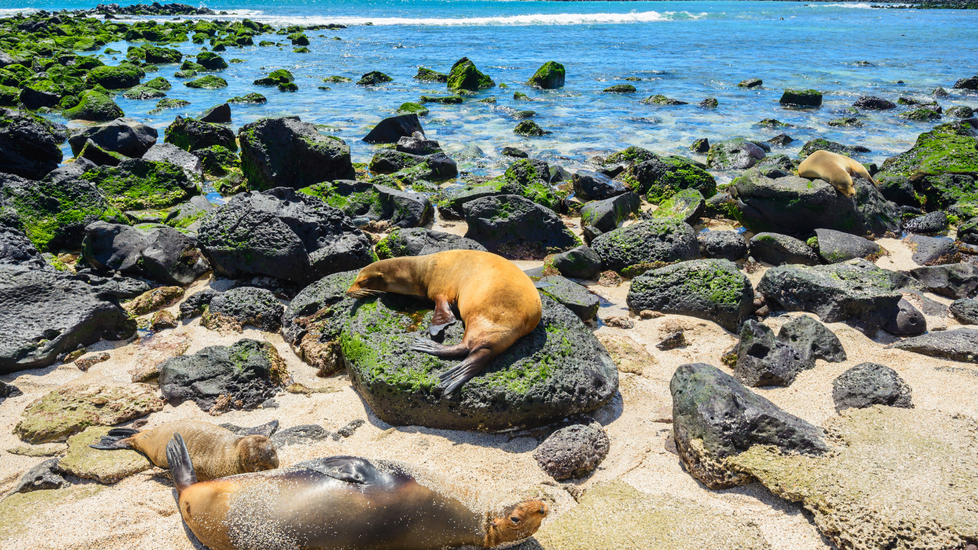 Galapagos Image.png
