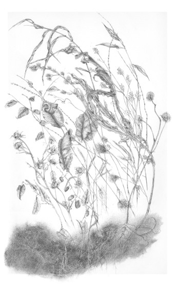 Lois Peterson: "Beneath the Fields"