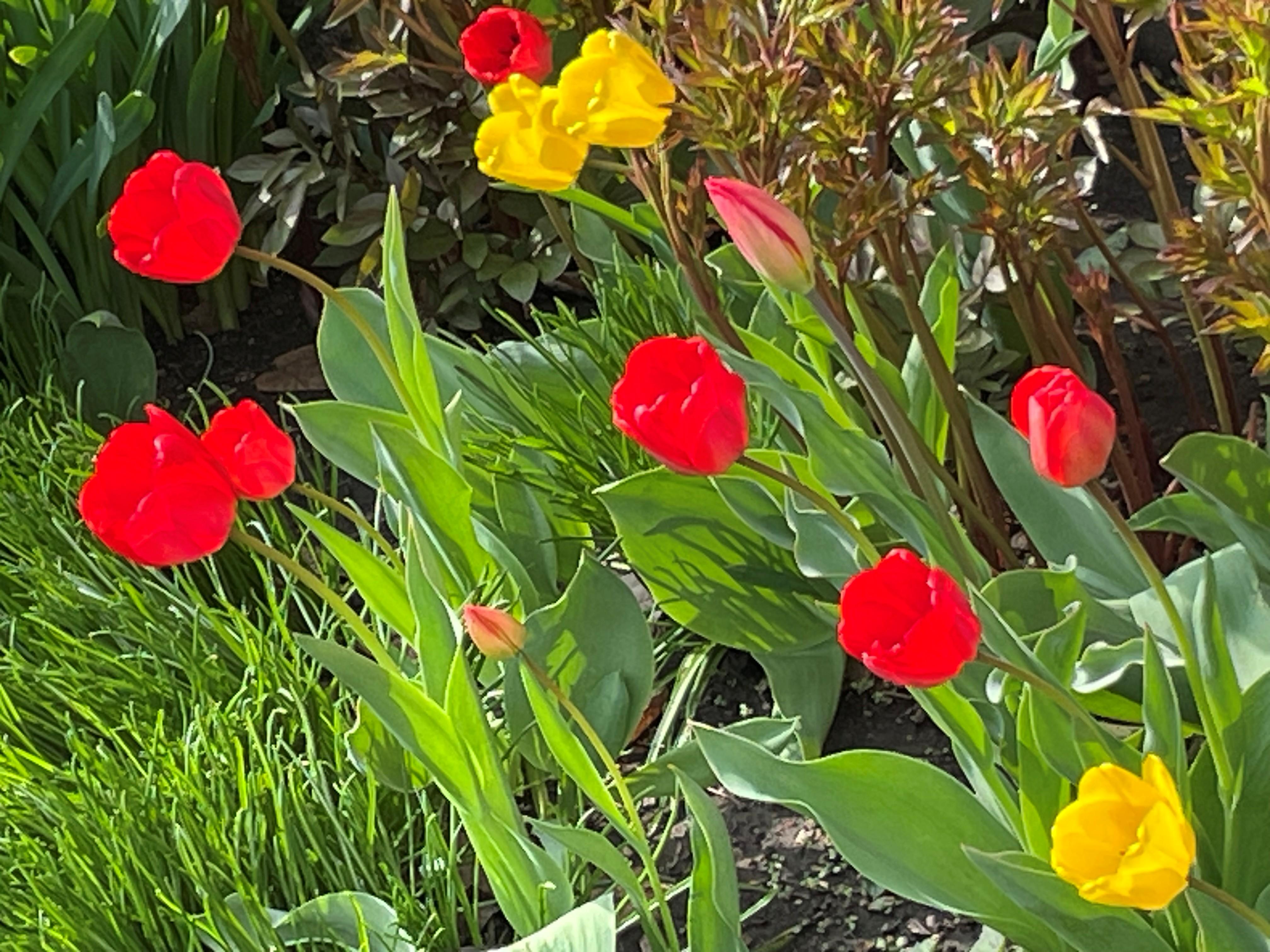 Photograph of red and yellow tulips