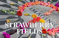 Strawberry Fields