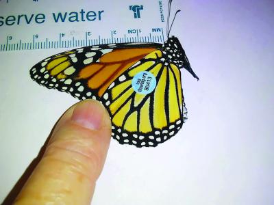 Monarch butterfly