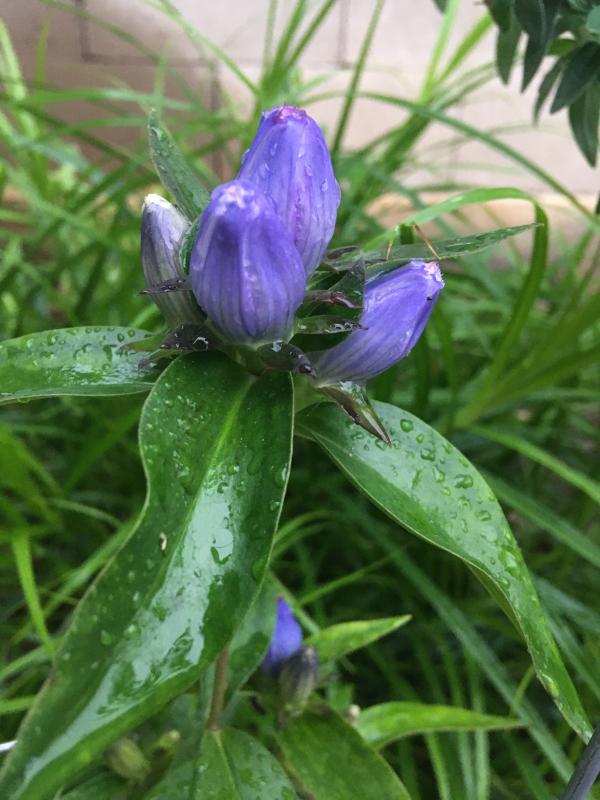 Andrew Sobkowiak bottle gentian